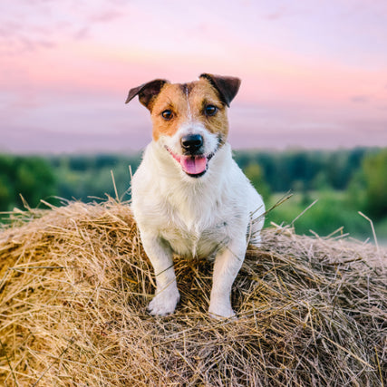 Pet Food & SuppliesA small dog laying on the top of a round bale at sunset.