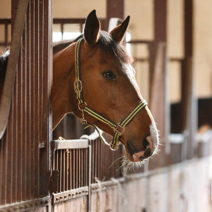 Horse Feed & SuppliesA close-up of horse poking its head out of a stall.