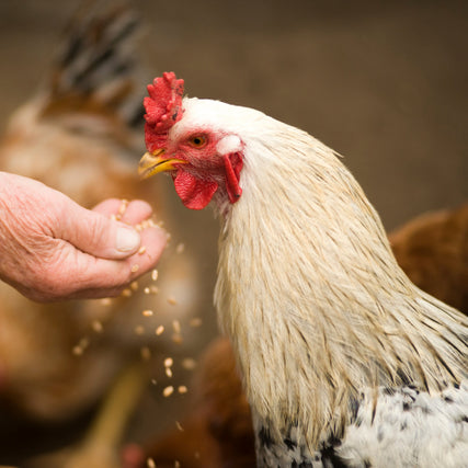 Poultry Feed & SuppliesA chicken being fed by hand.