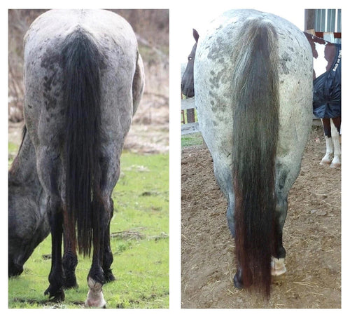 Horse Guard Hoof & Hair Guard